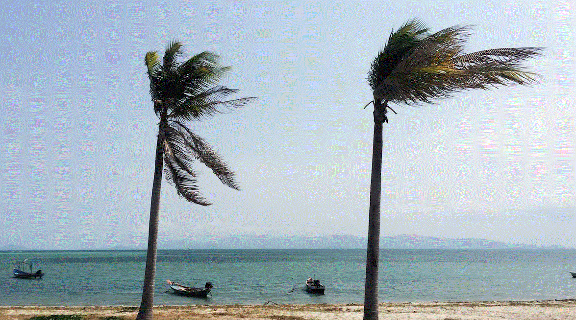 Palm Tree Storm