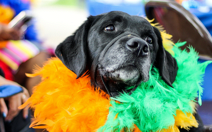 Pet Costume Contest and Fall Fest at Bourse Food Hall