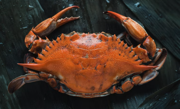 Crab