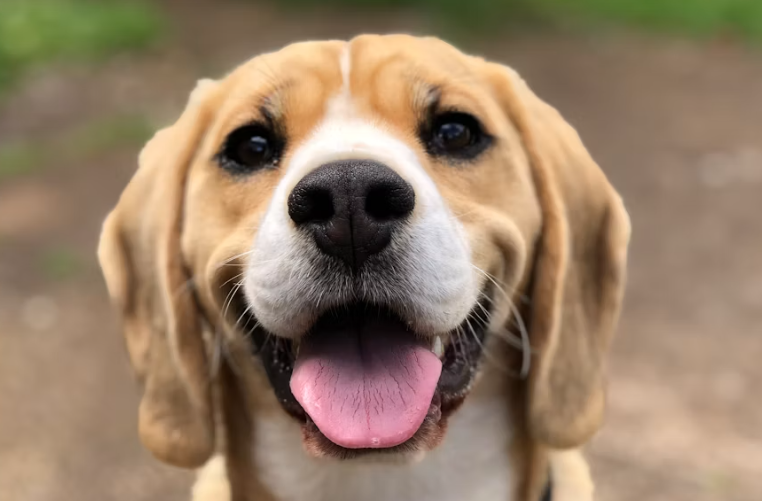 Dog Friendly