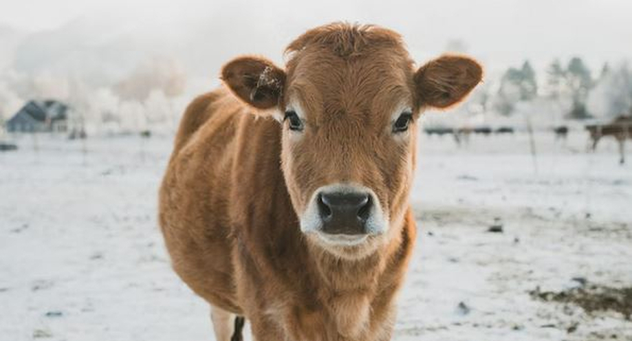What Are Miniature Cows?