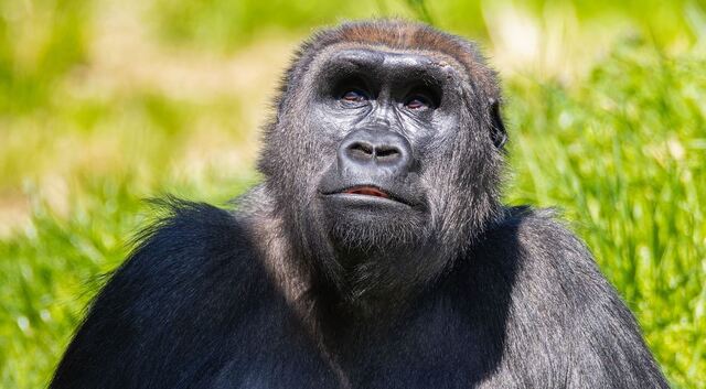 Philadelphia Zoo Announces Arrival of Lowland Gorilla Patty's 