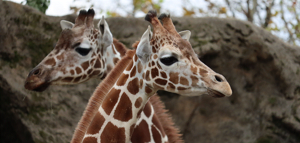 Philadelphia Zoo Has a New Baby Giraff