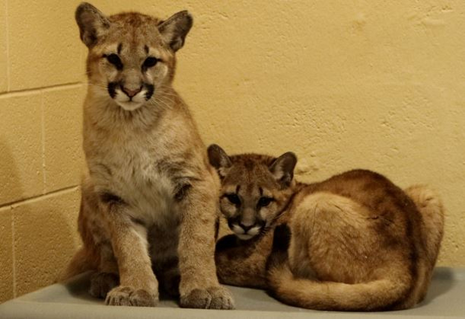  Philadelphia Zoo Welcomes Two New Puma Cubs 